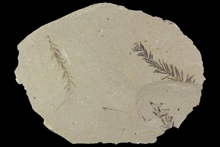 Metasequoia (Dawn Redwood) Fossils - Montana #89397